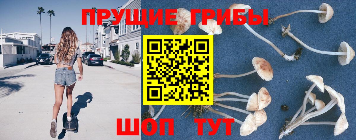 Камень-на-Оби  Псилоцибиновые грибы GOLDEN TEACHER  Псилоцибиновые грибы GOLDEN TEACHER  Вход с VPN 