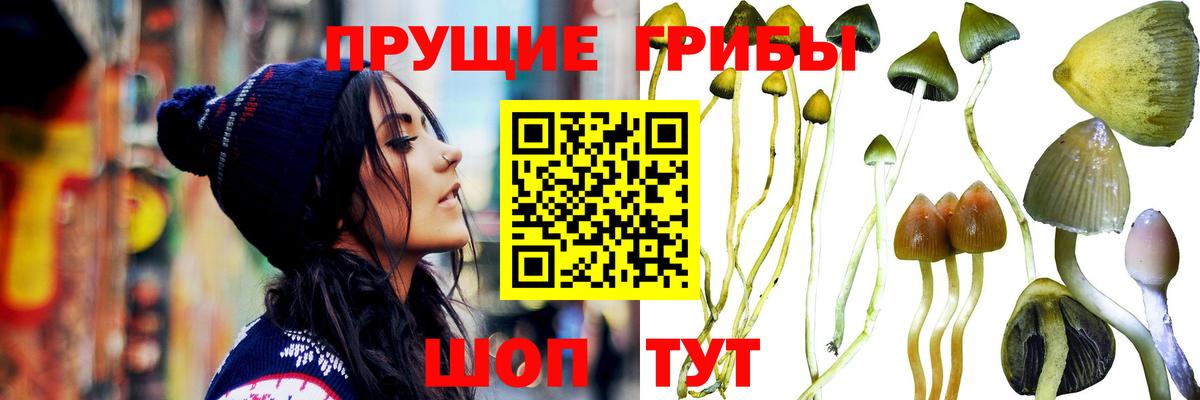 Псилоцибиновые грибы ЛСД Камень-на-Оби